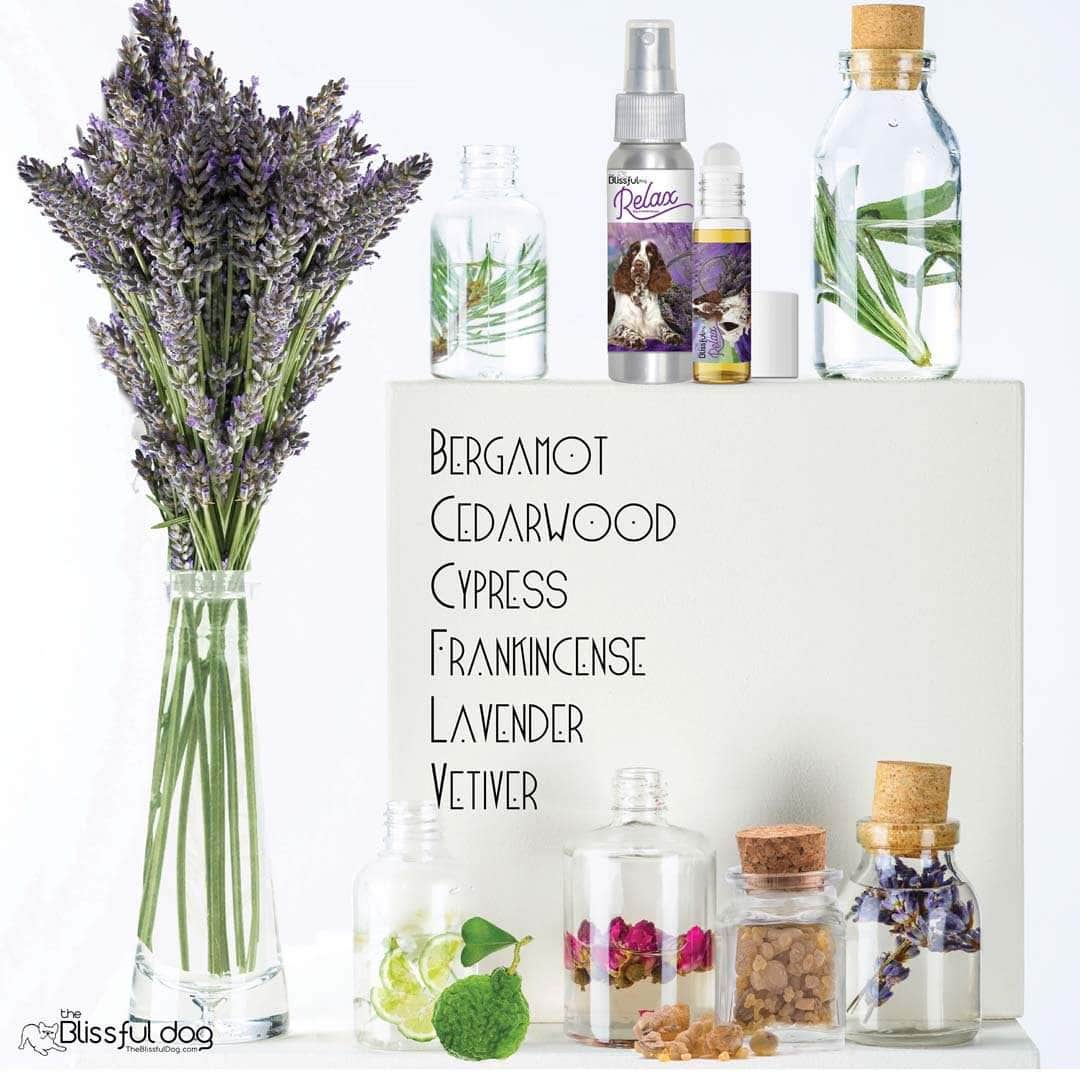 Springer Spaniel Relax Dog Aromatherapy