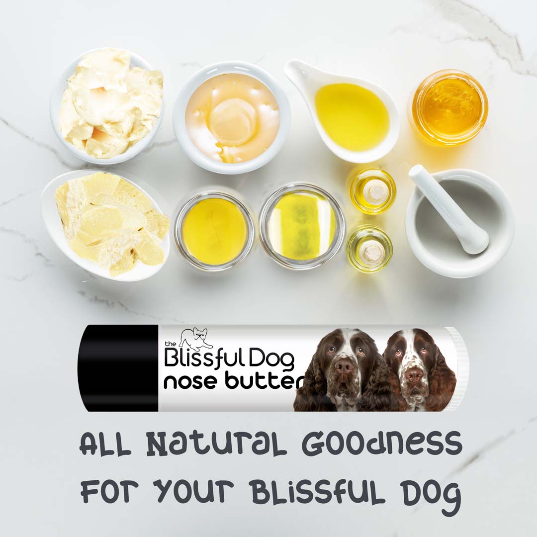 springer spaniel chapped nose