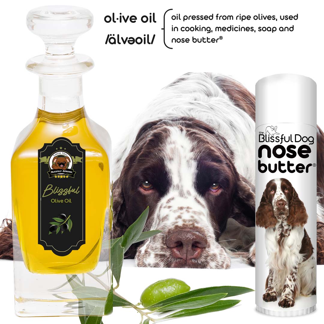 Springer Spaniel grooming