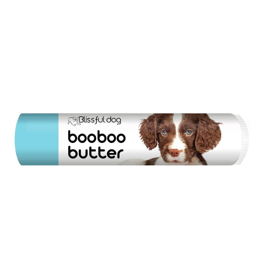 springer spaniel itchy