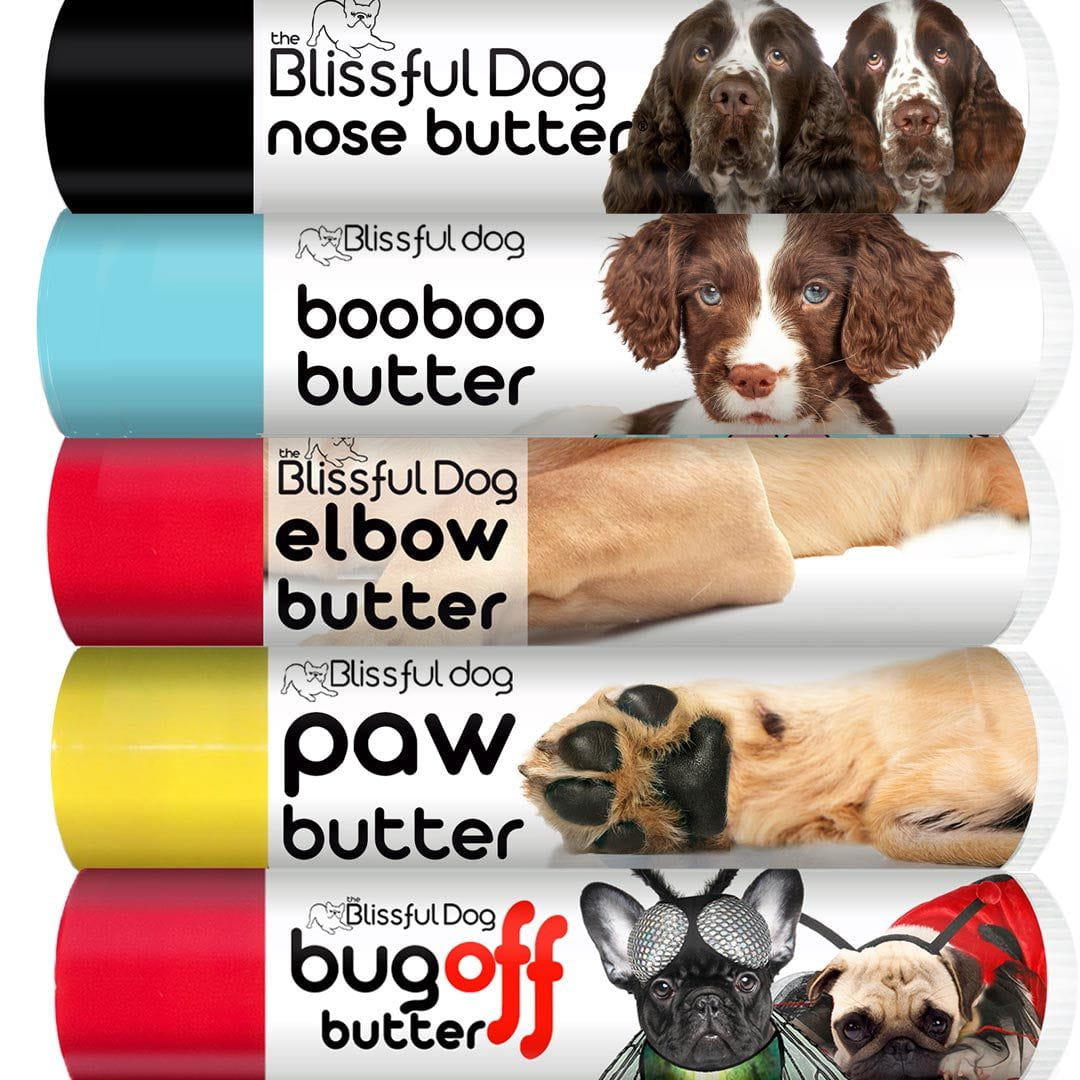 springer spaniel skin care