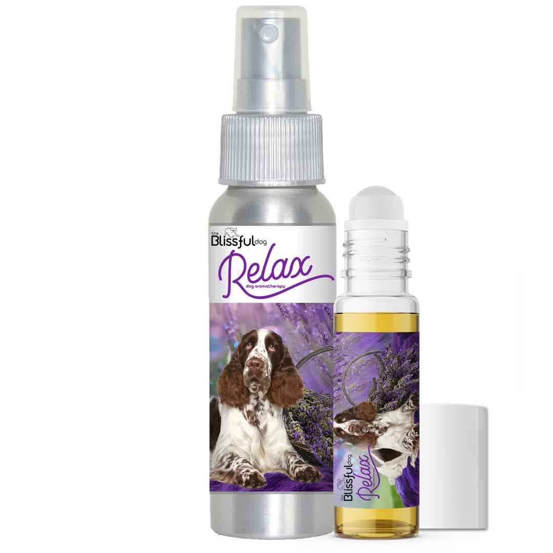 Springer Spaniel Relax Dog Aromatherapy