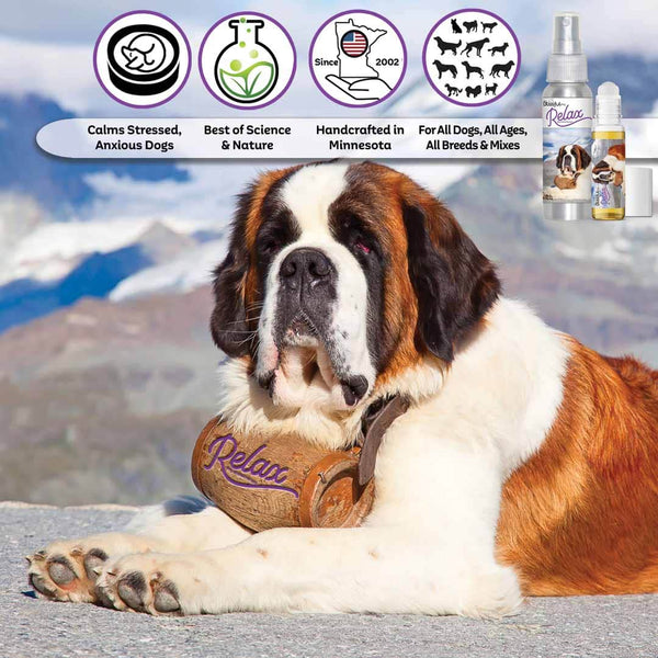 Dog Breed Saint Bernard Health Royal Canin Saint Bernard ROYAL