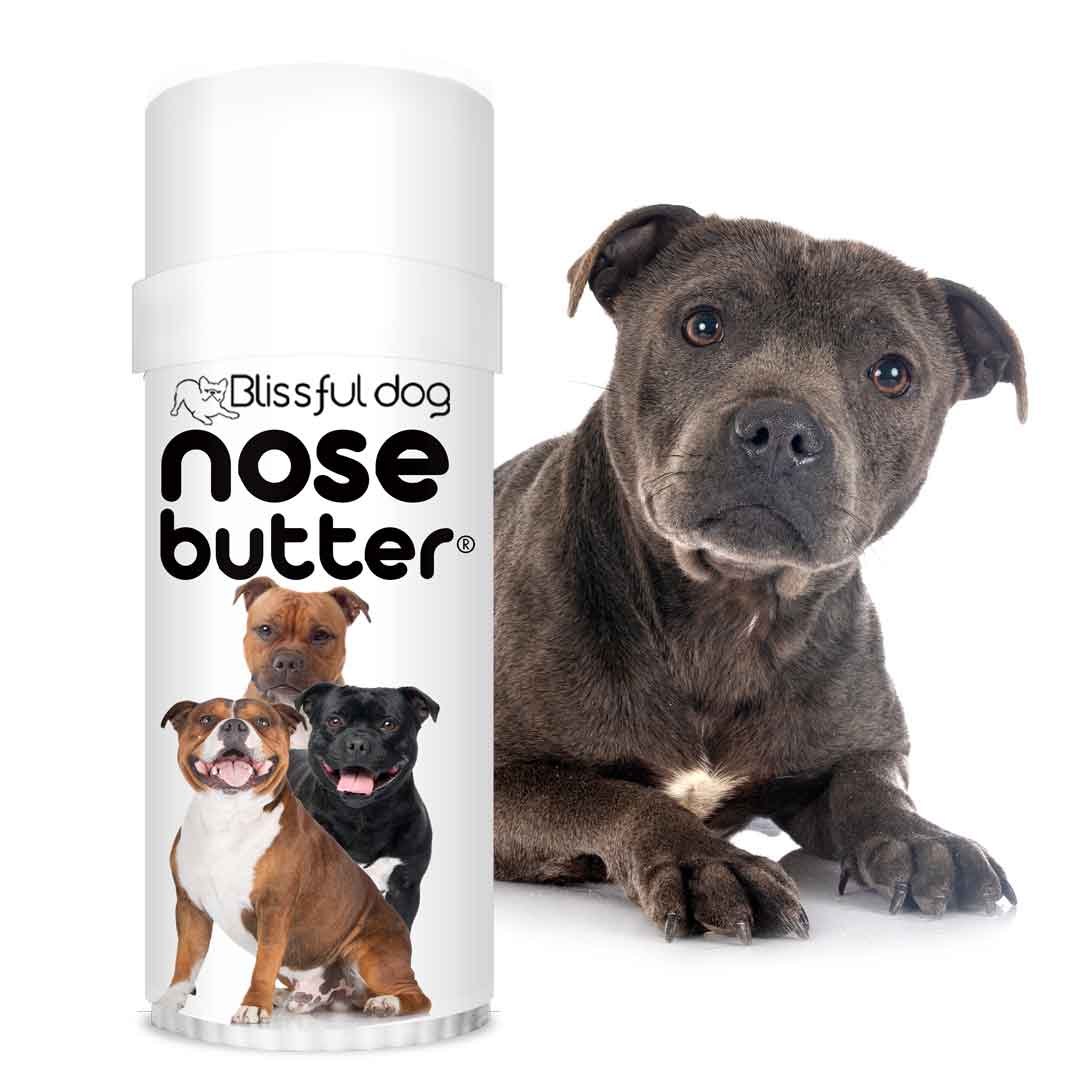 pitbull terrier care