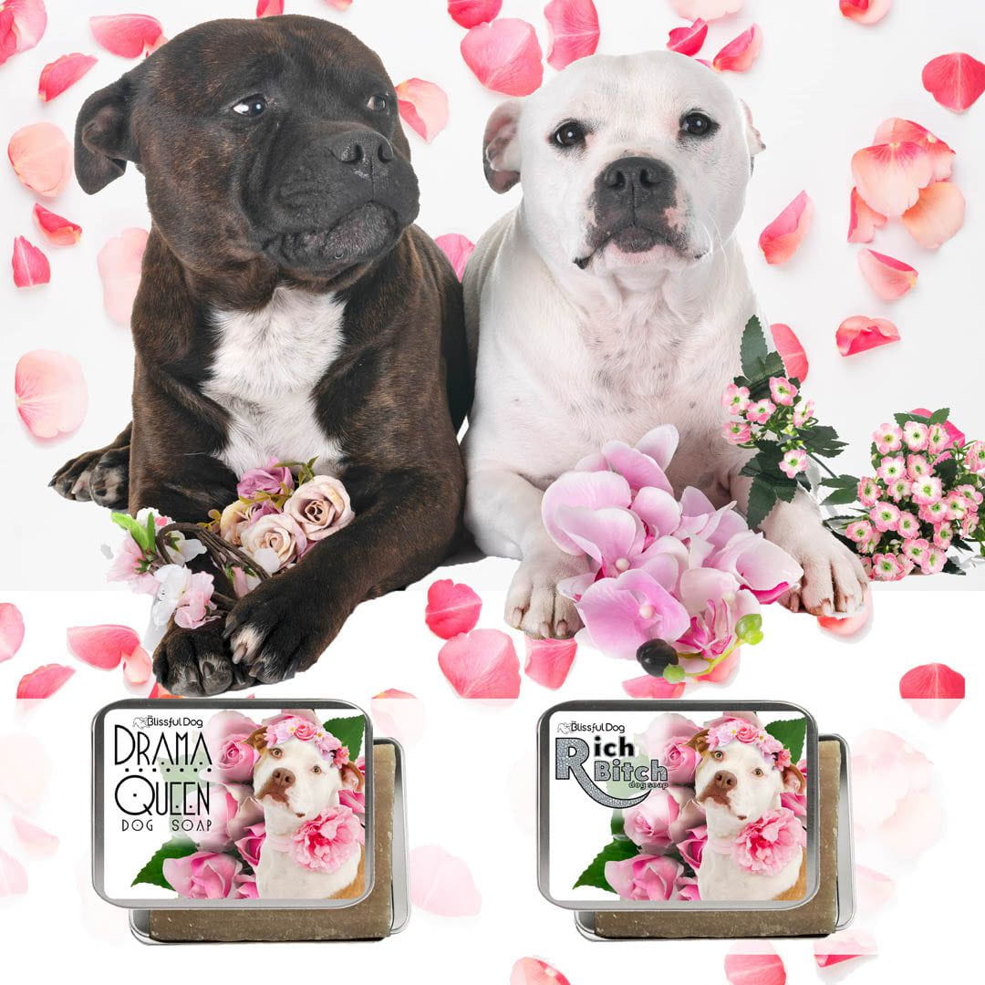 Rich Bitch Drama Queen Staffordshire Bull Terrier Shampoo Posh Bath