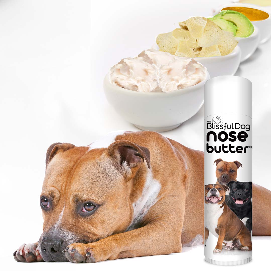 Staffordshire Bull Terrier Nose Butter for Your Pit Bull s Dry Nose