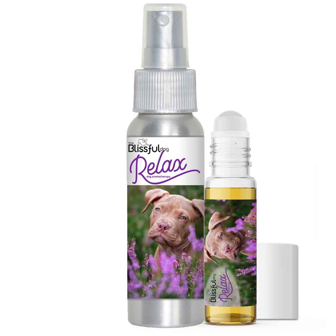 Staffordshire Bull Terrier Afraid