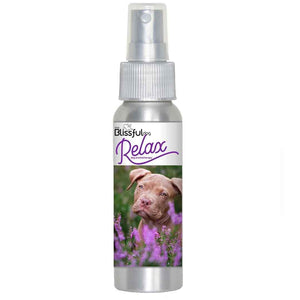 Staffordshire Bull Terrier relax dog aromatherapy