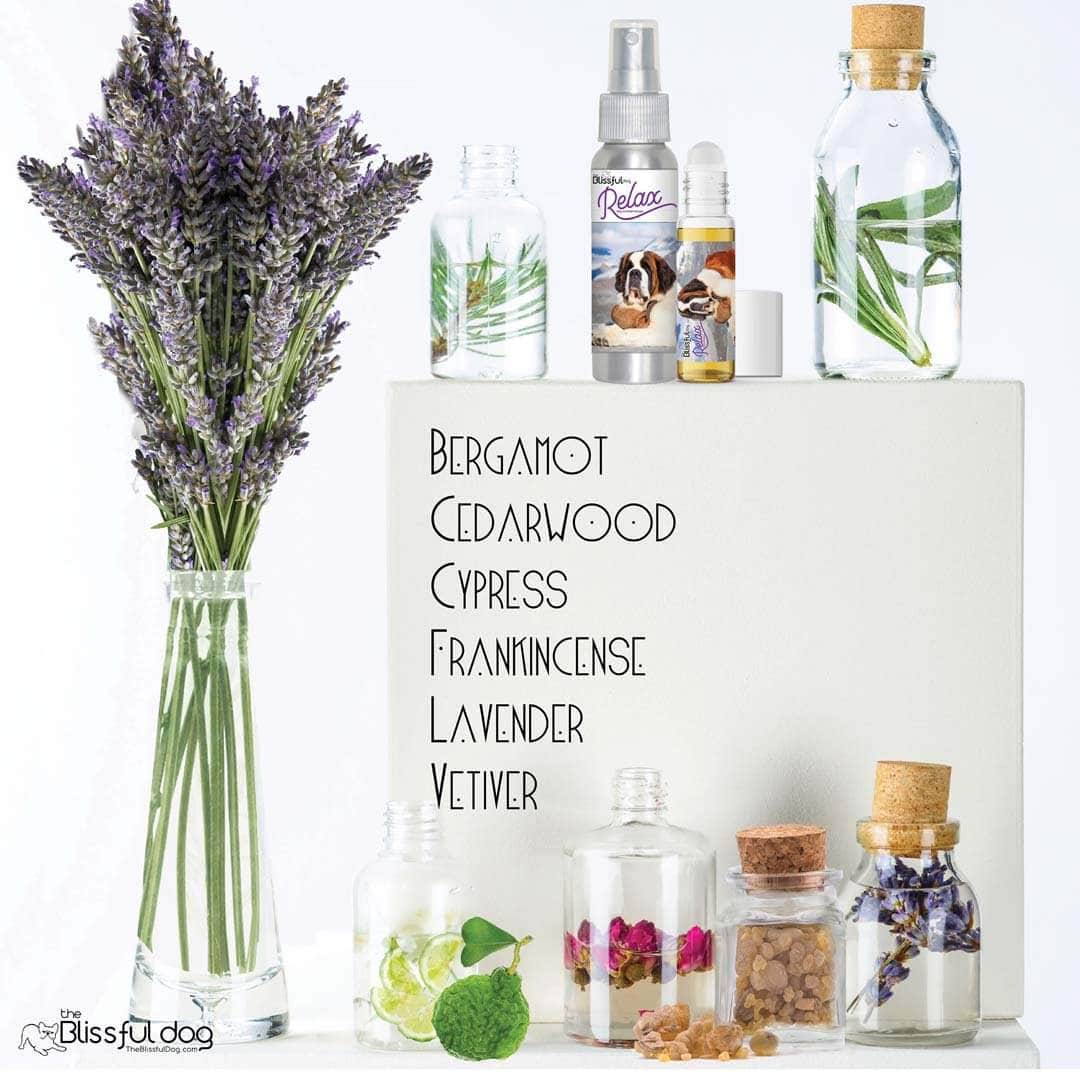 st bernard dog aromatherapy