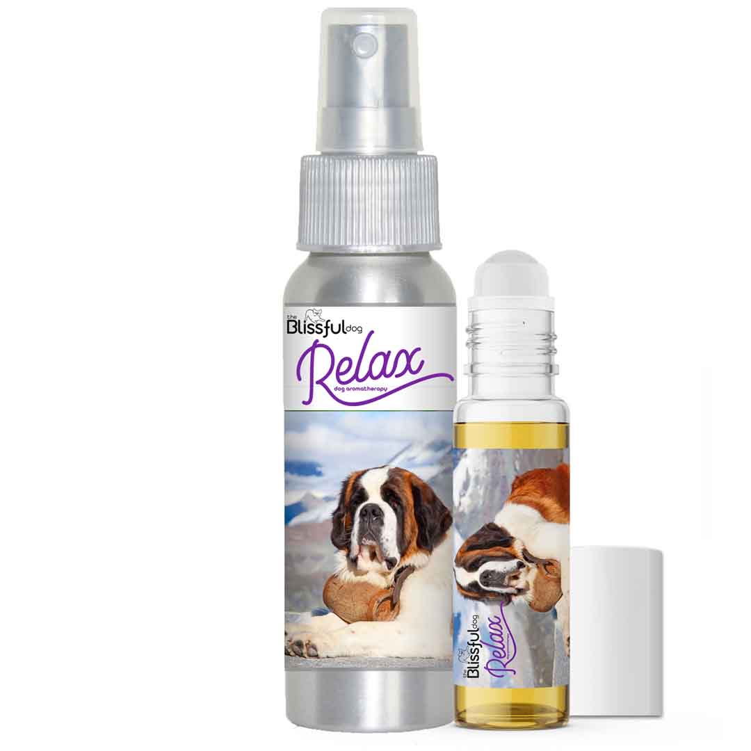 saint bernard afraid thunder