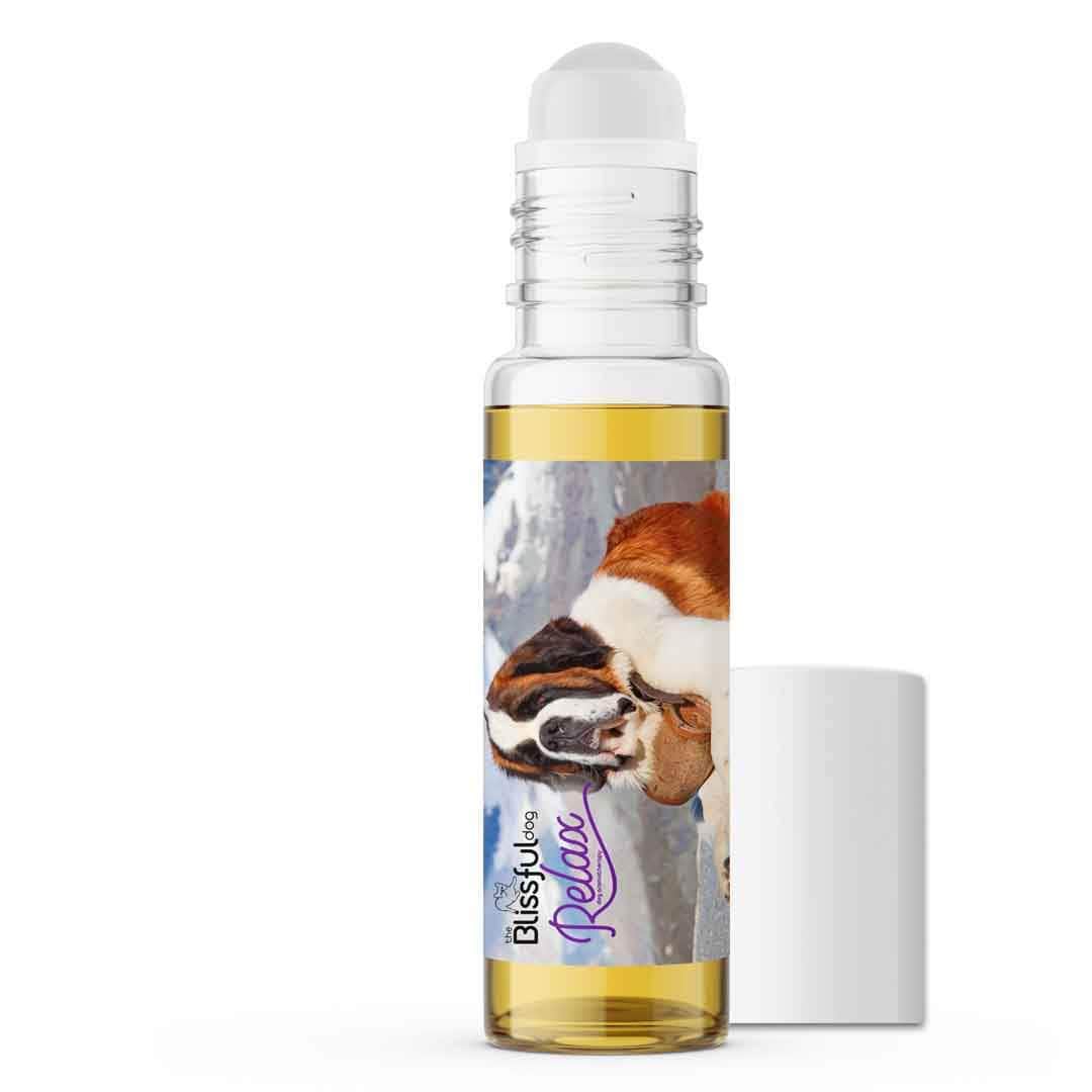 saint bernard anxious