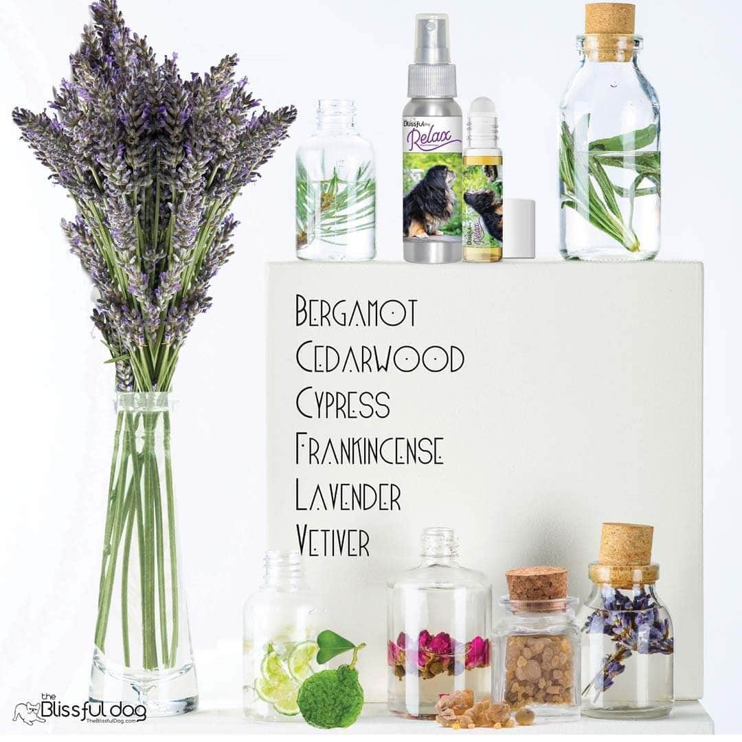 Tibetan Spaniel natural care