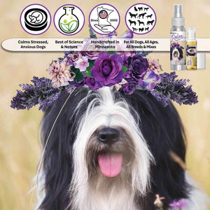 Tibetan Terrier relax dog aromatherapy