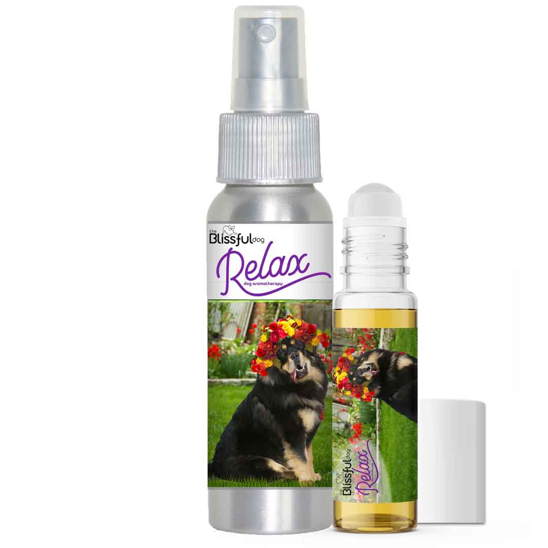 Tibetan Mastiff afraid