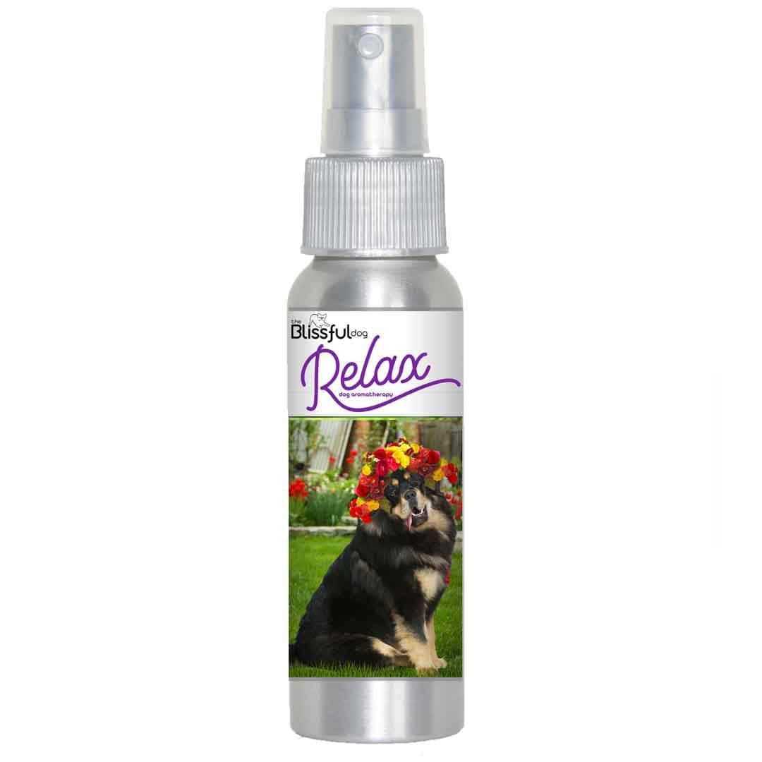 Tibetan Mastiff relax dog aromatherapy