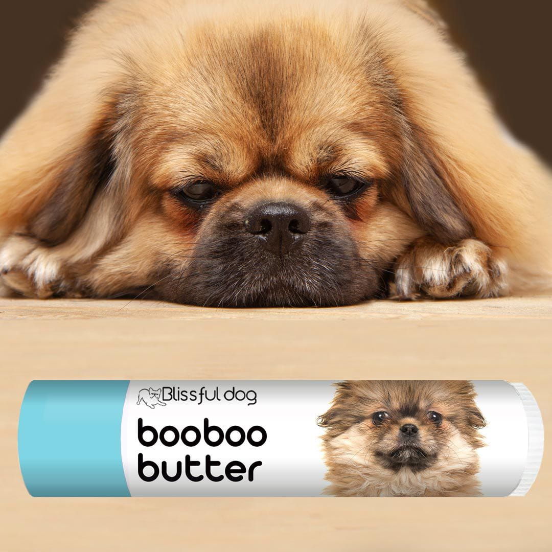 tibetan spaniel skin itchy