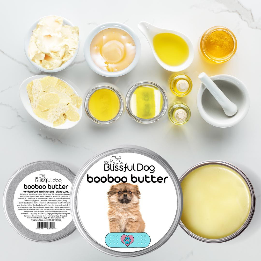 tibetan spaniel puppy