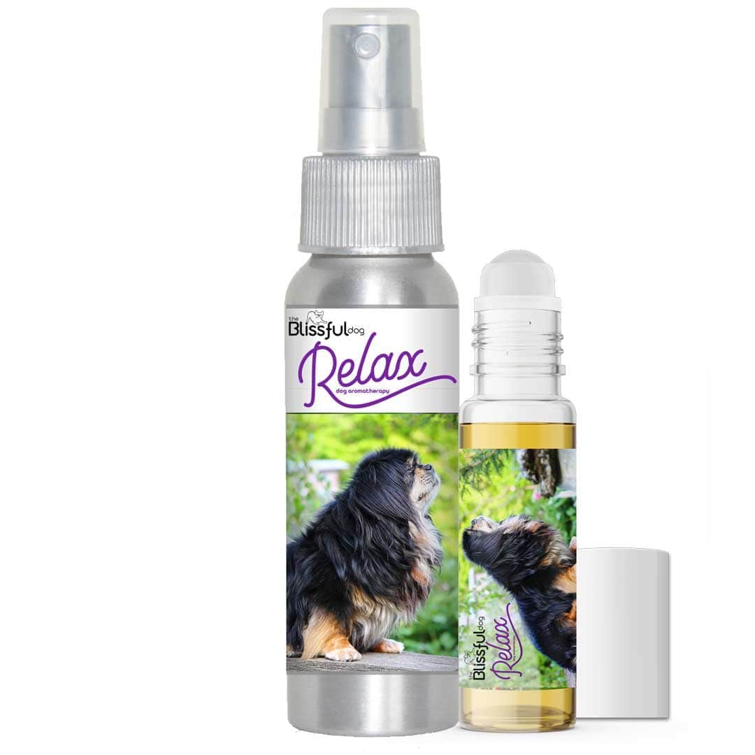 Tibetan Spaniel afraid