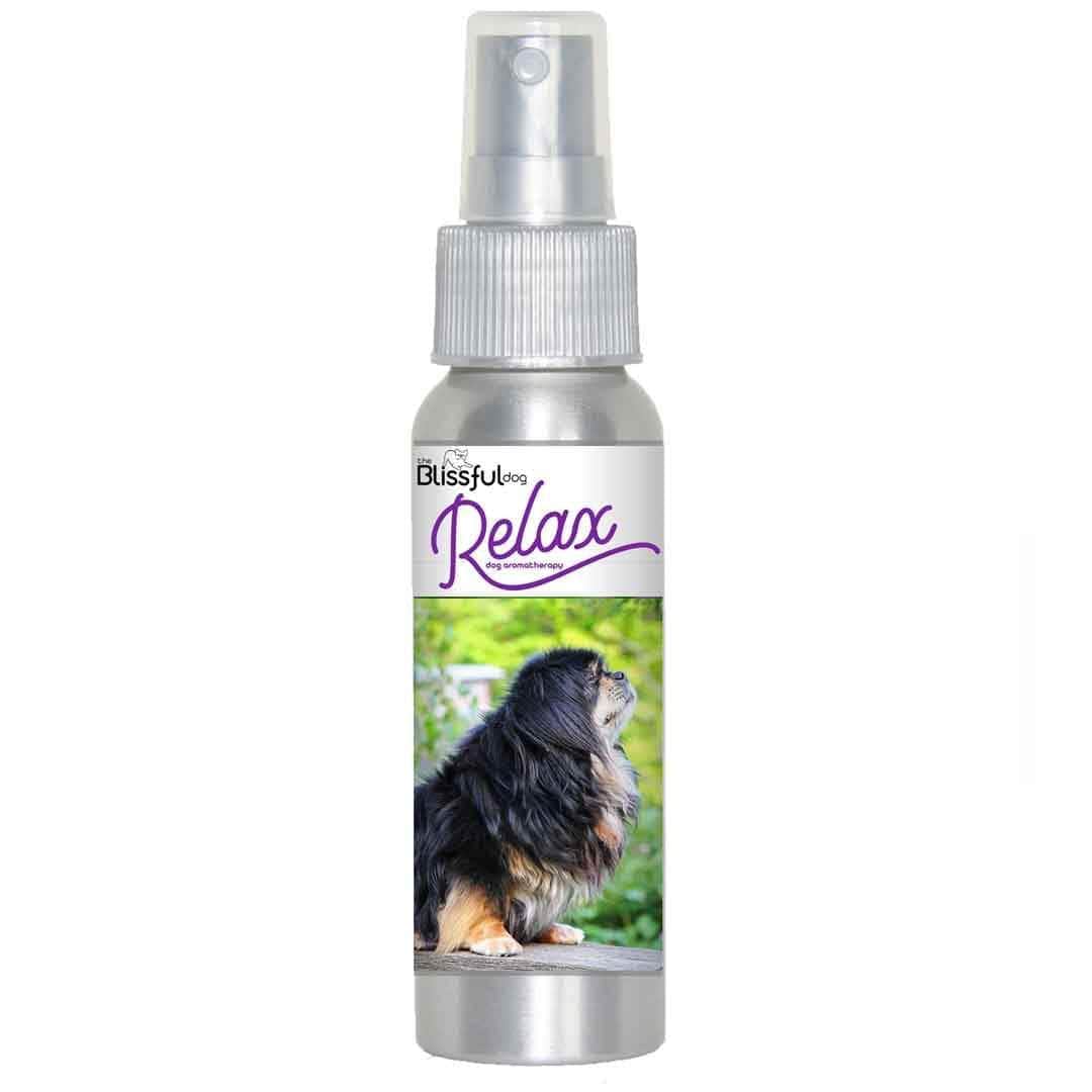 Tibetan Spaniel aromatherapy