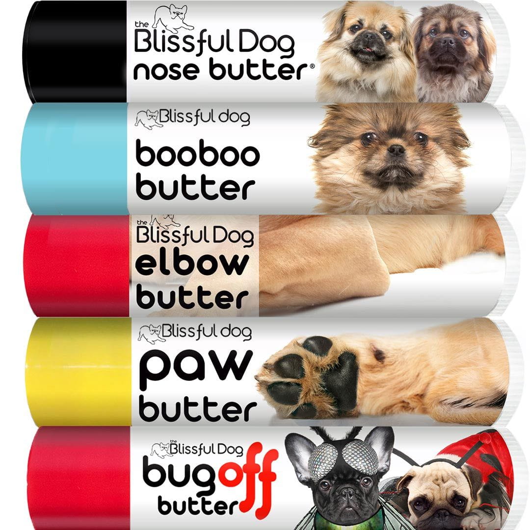 tibetan spaniel care