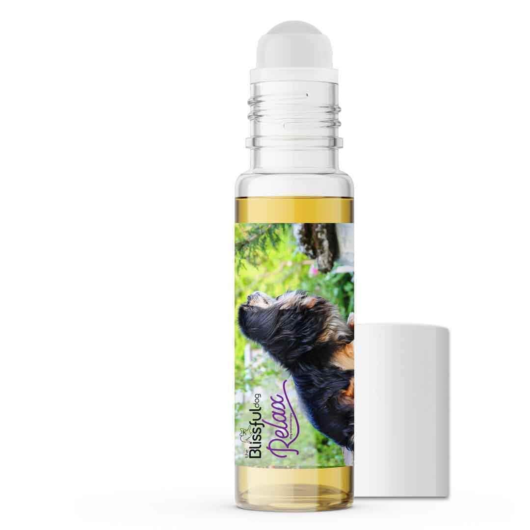 Tibetan Spaniel afraid fireworks