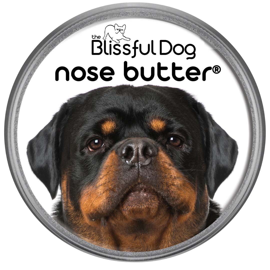 Rottweiler Nose is dry