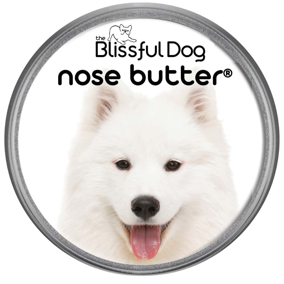 Samoyed Nose is dry