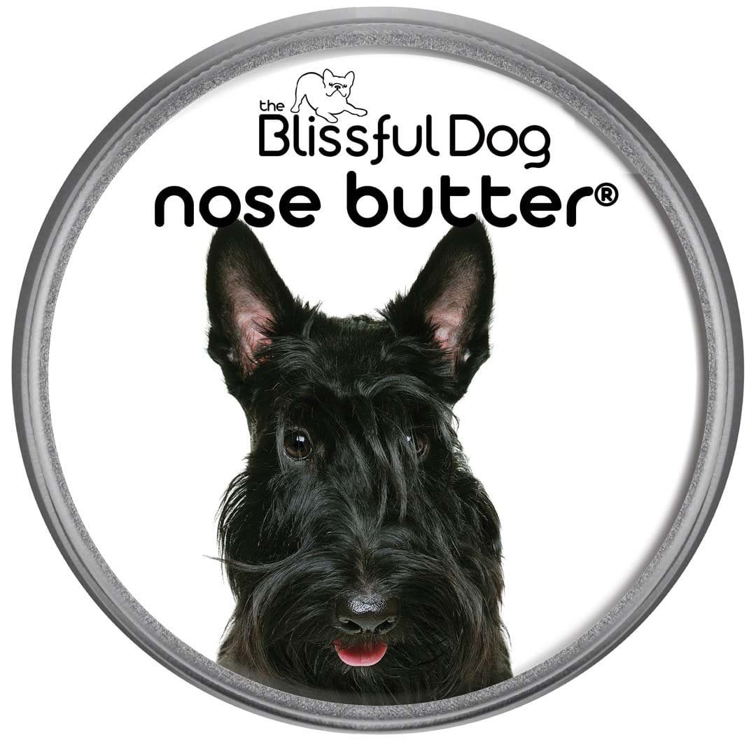 Scottish Terrier dry nose