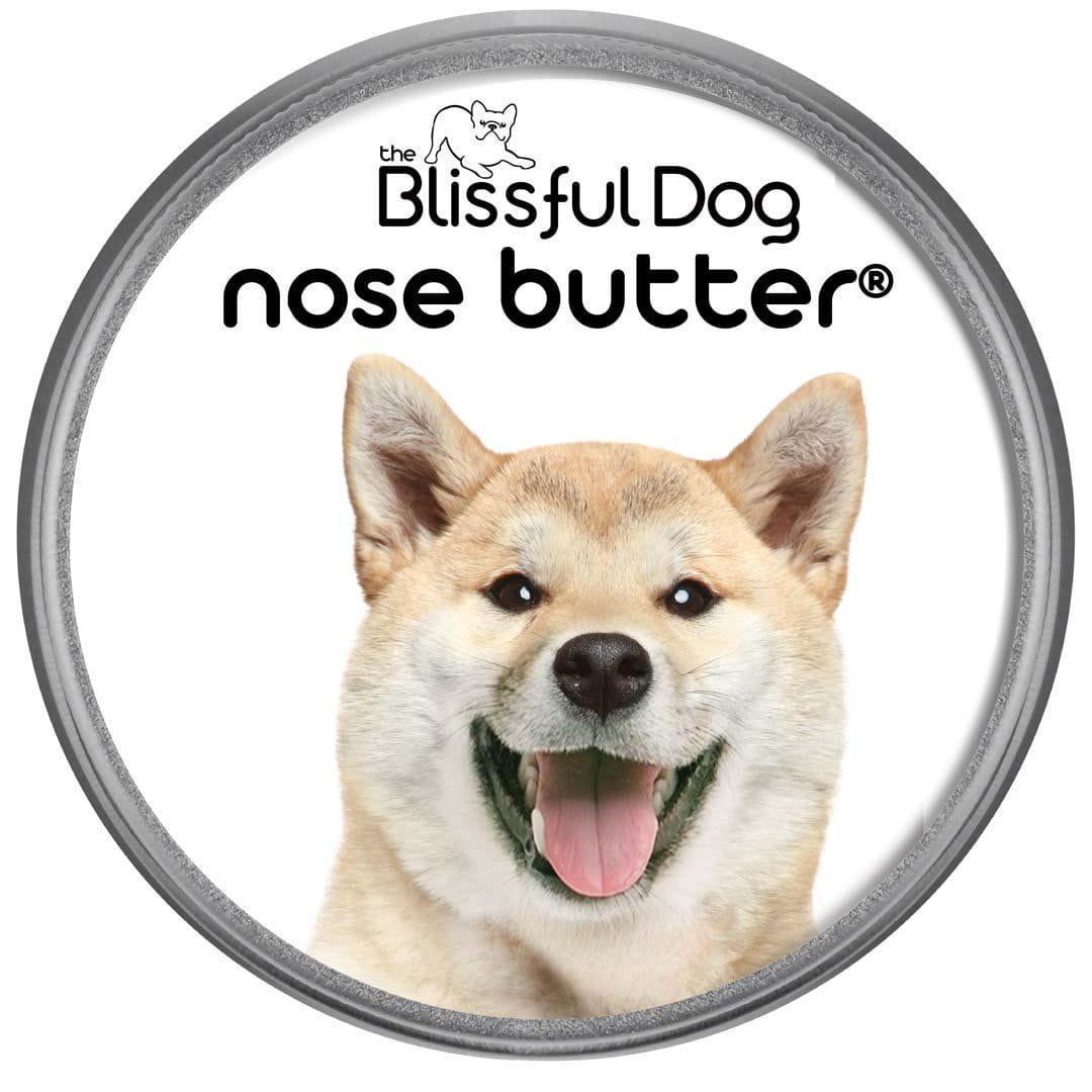 Shiba Inu Nose is dry