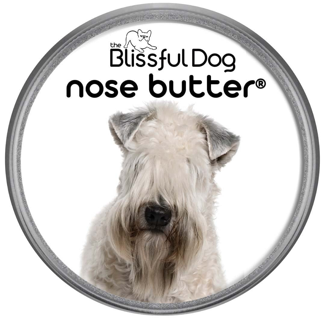 soft coated wheaten terrier has dry nose