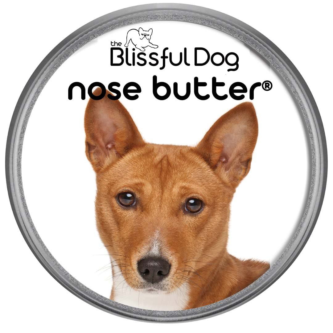 Basenji Has Dry Nose