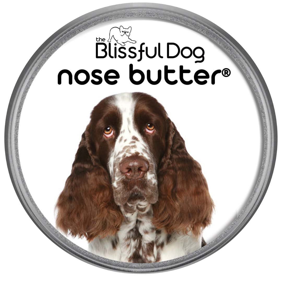Springer Spaniel Nose is dry