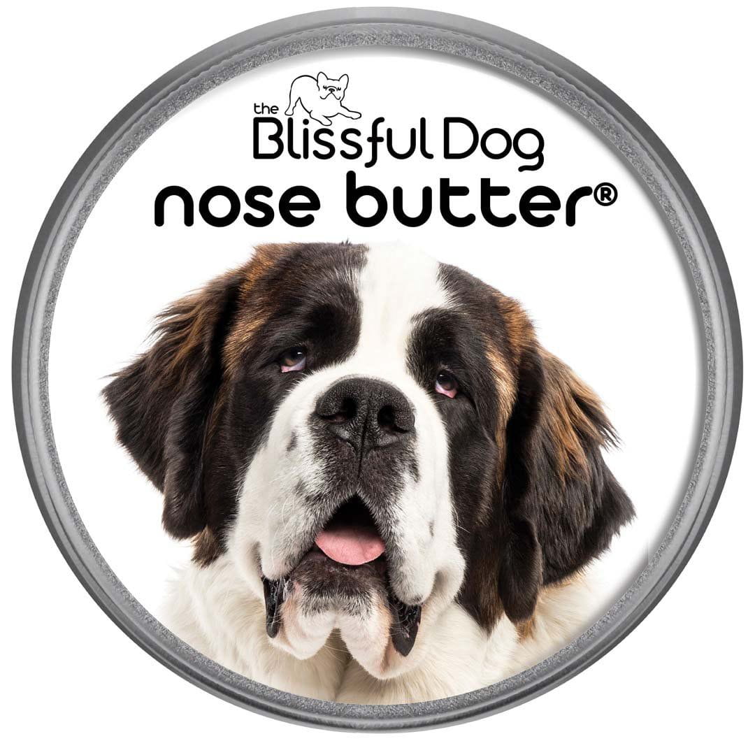 st bernard nose is dry