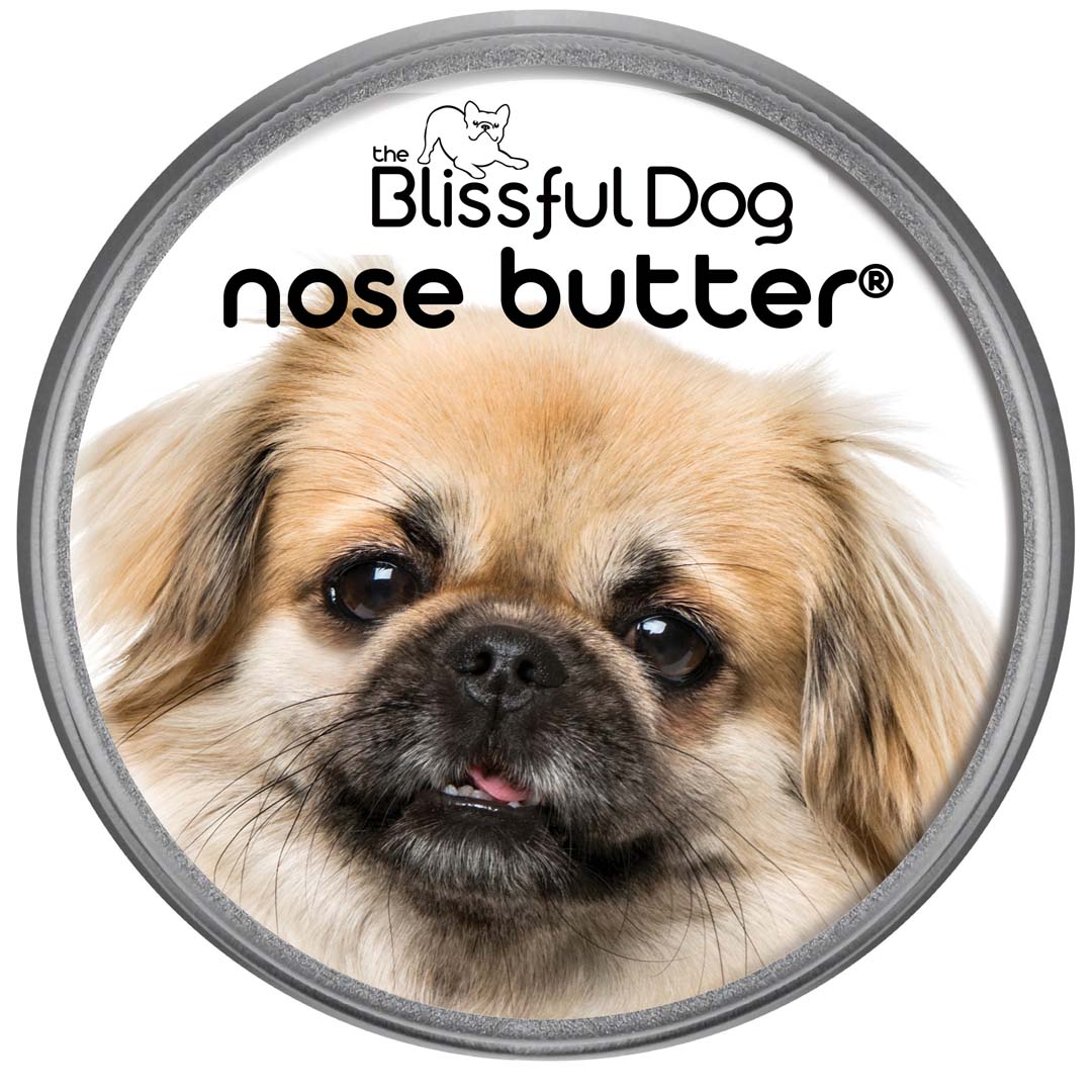 Tibetan Spaniel Nose is Dry