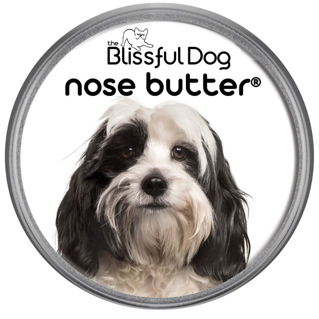 Tibetan Terrier Nose