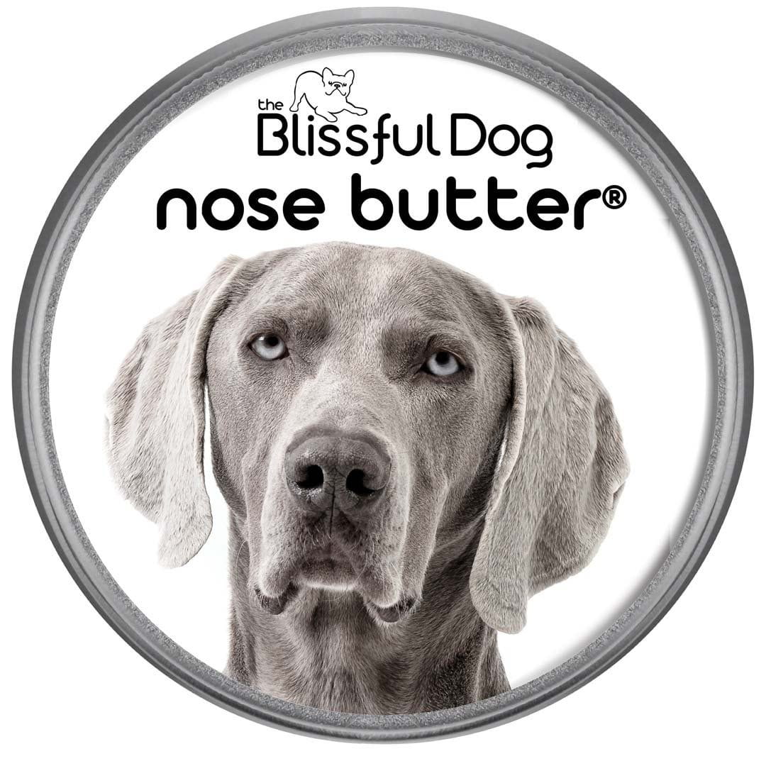 Weimaraner Has Dry Nose