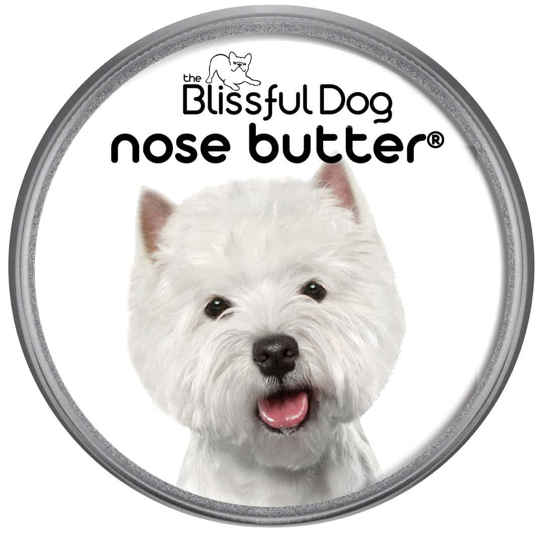 West Highland White Terrier nose is dry