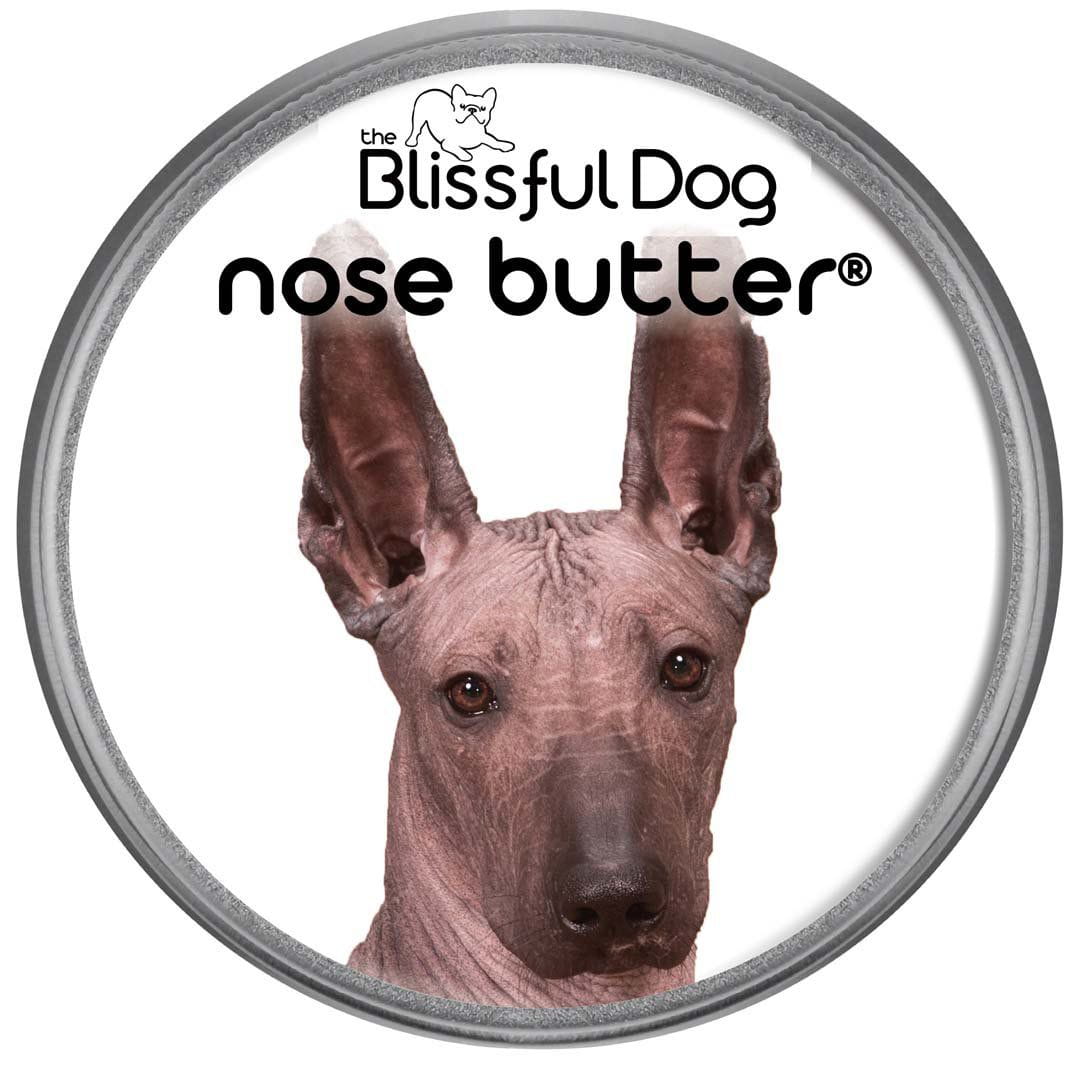 Xoloitzcuintli Nose is dry