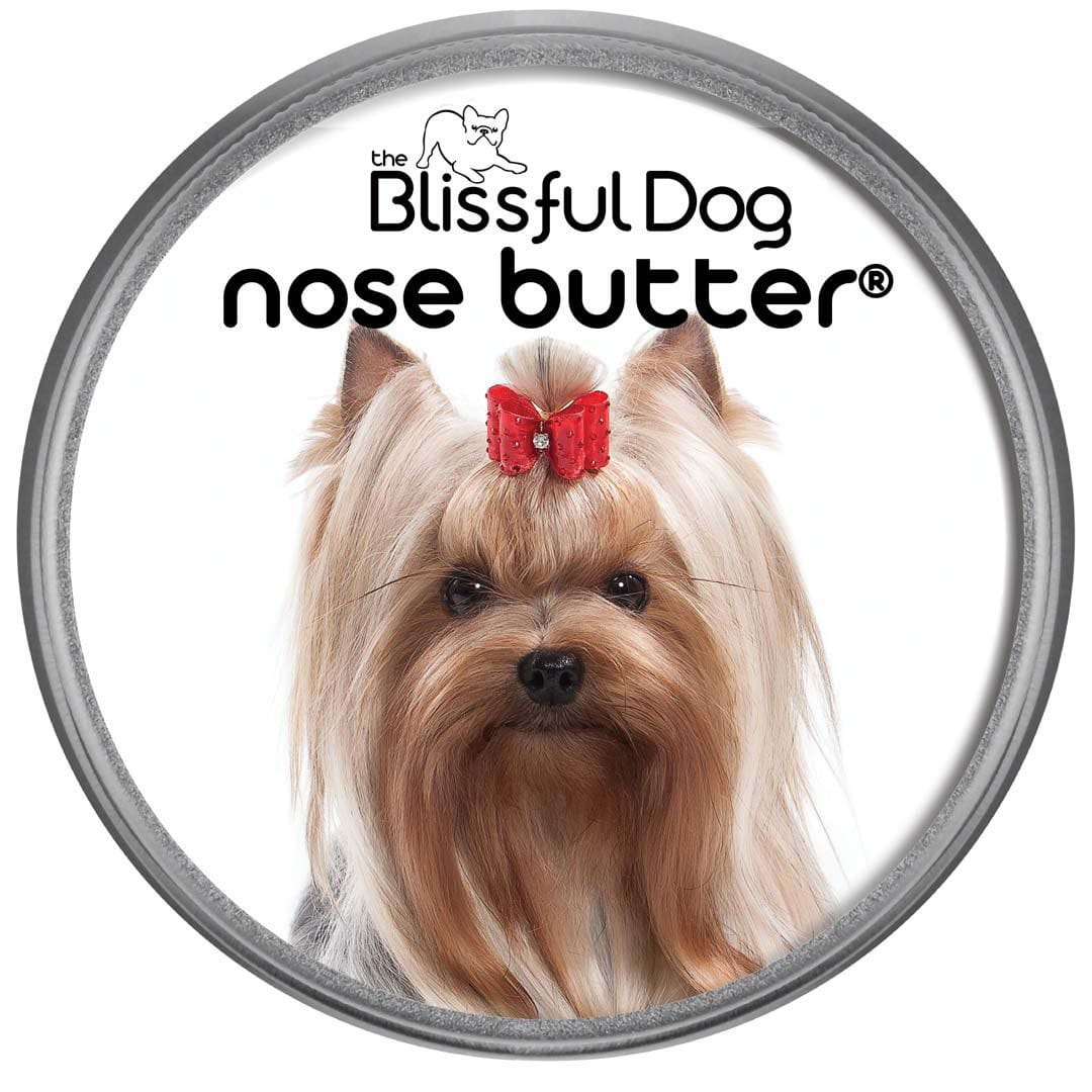 Yorkshire Terrier Nose is dry