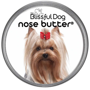 Yorkshire Terrier Nose is dry