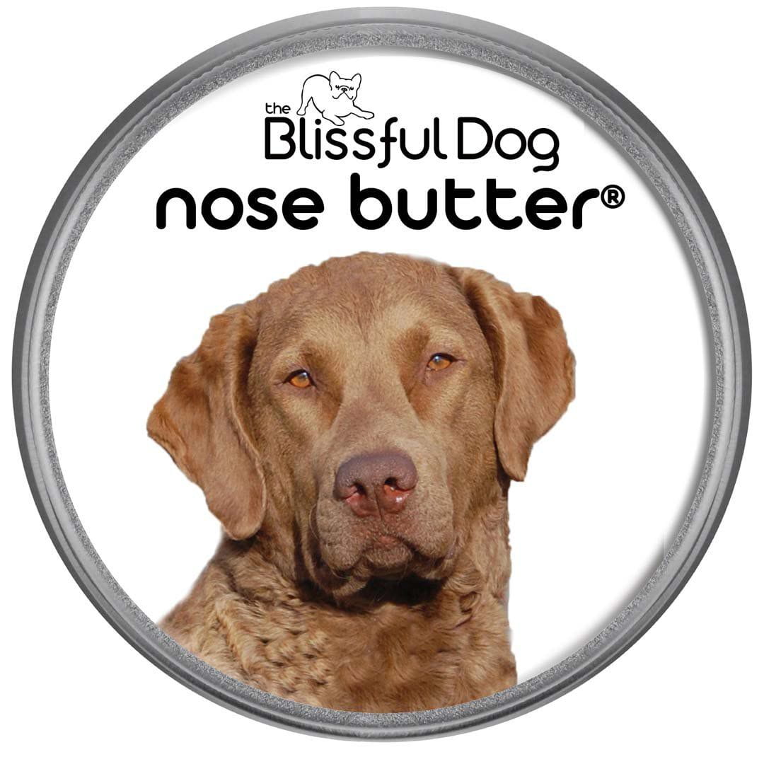 Chesapeake Bay Retriever dry nose