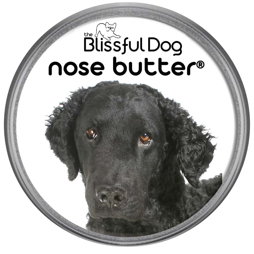 Curly-Coated Retriever has dry nose
