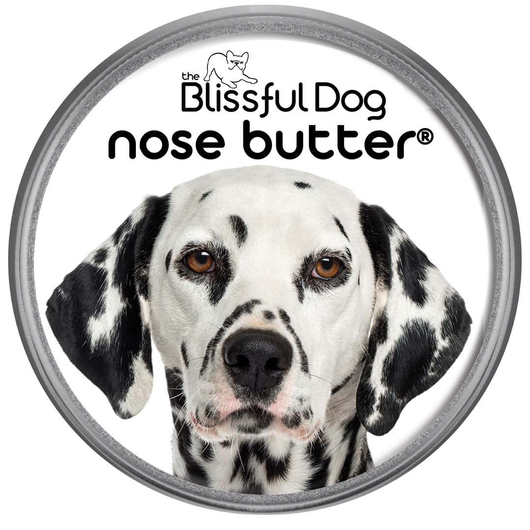 Dalmatian Nose is dry
