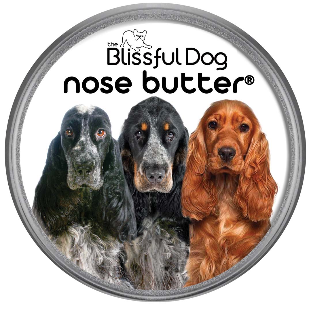 English Cocker Spaniel Nose is dry