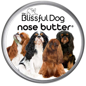 English Toy Spaniel Nose is dry