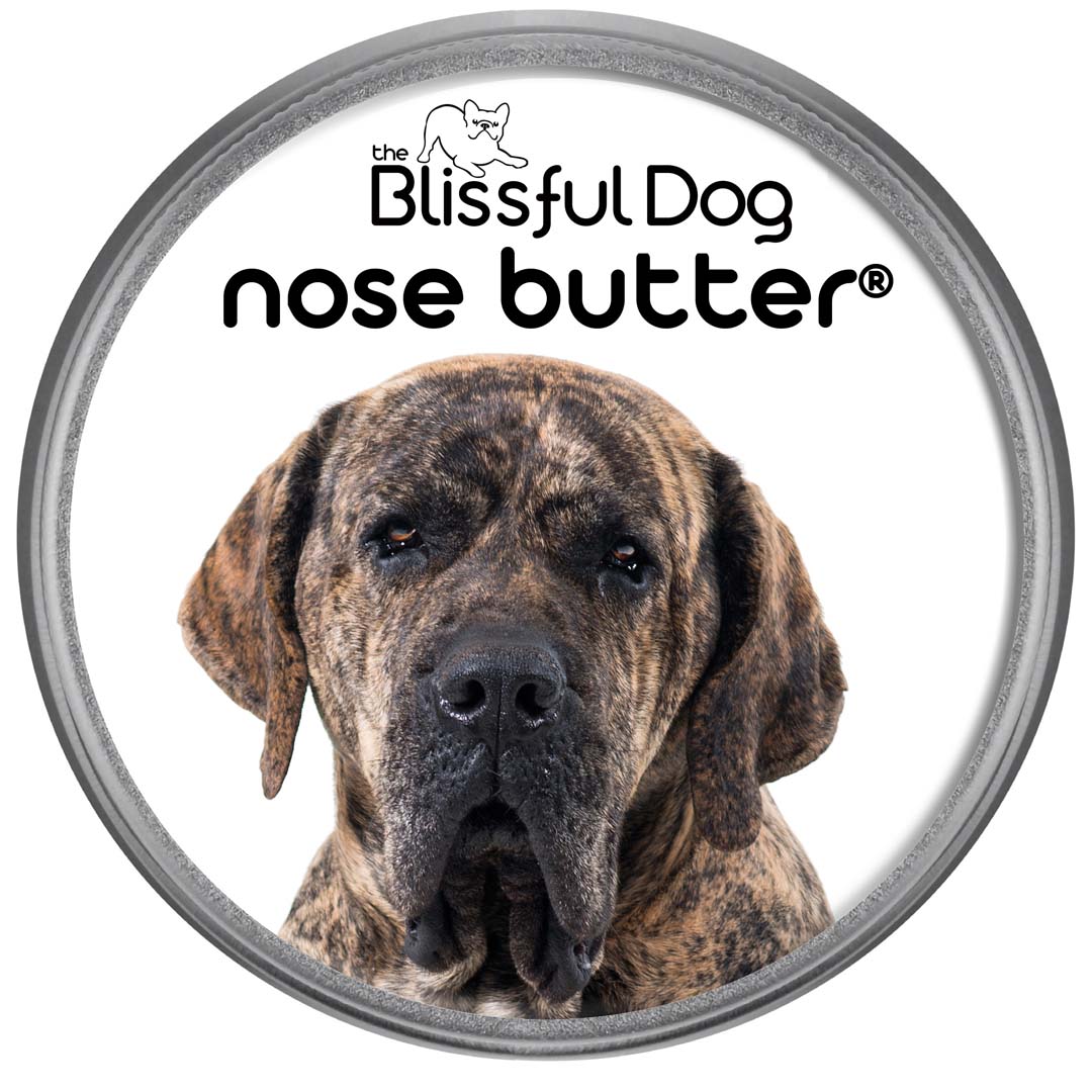 Fila Brasileiro has a Dry Nose