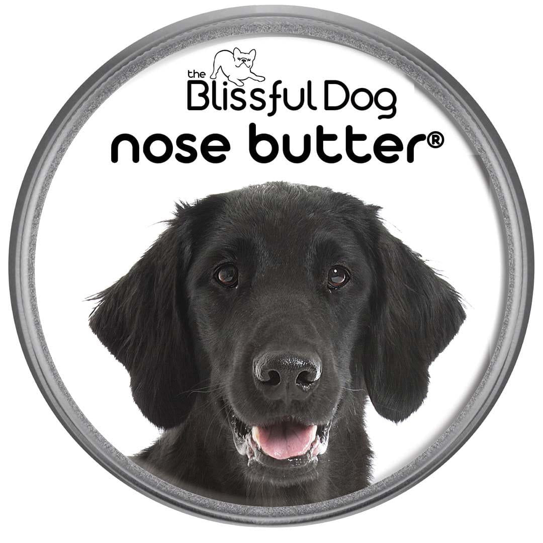 Flat-Coated Retriever has dryNose