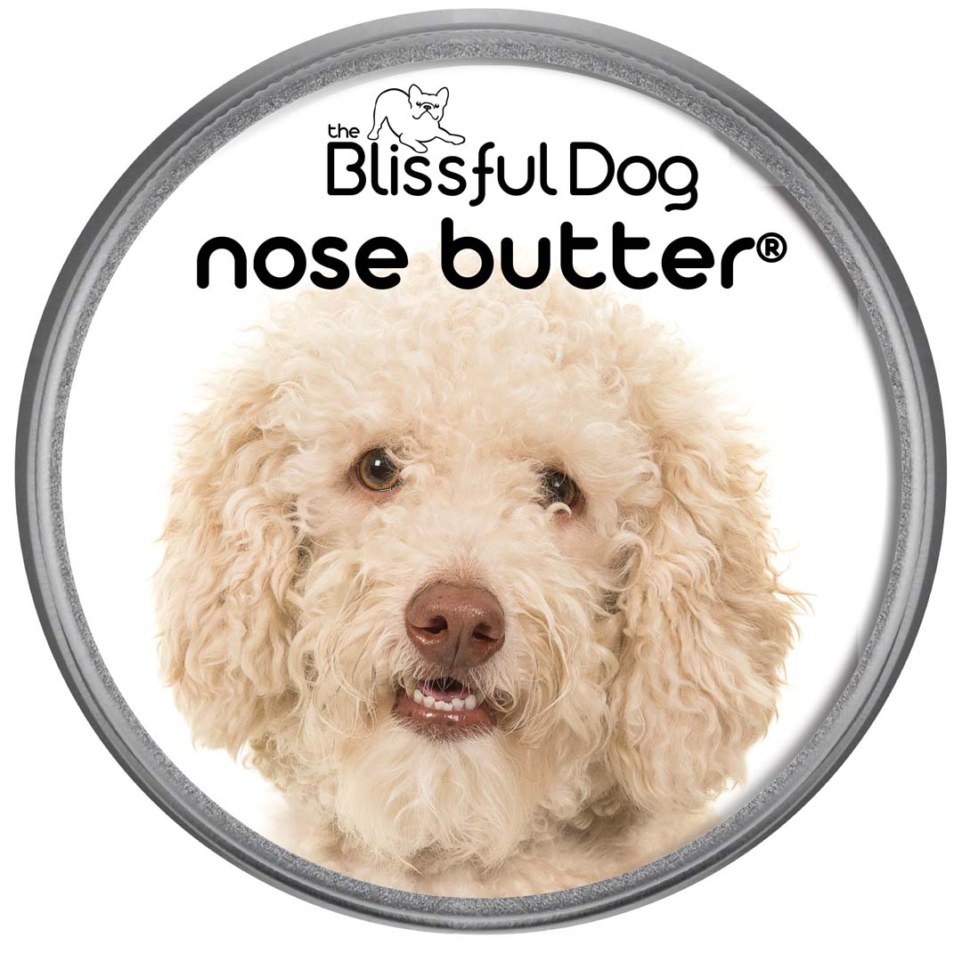 golden doodle nose is dry