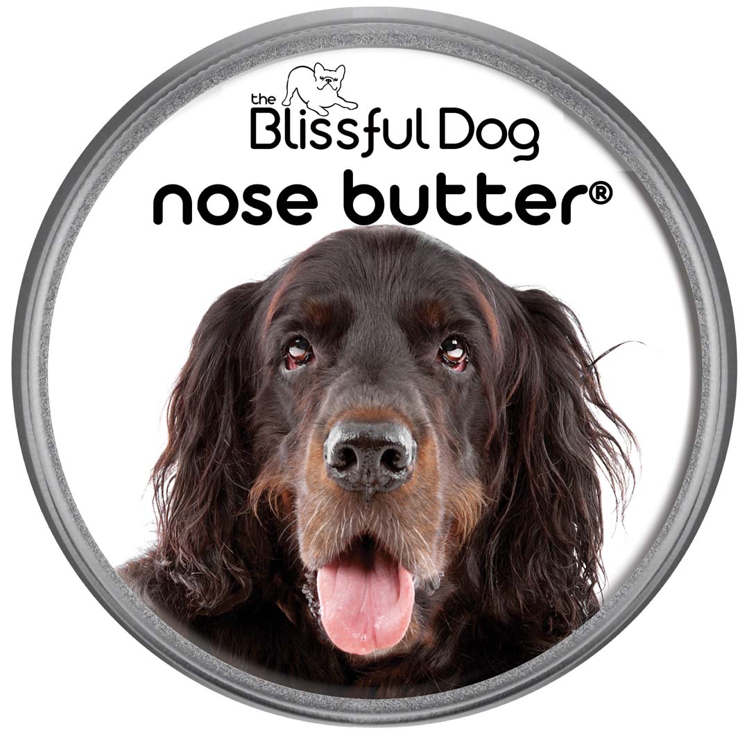 Gordon Setter dry nose