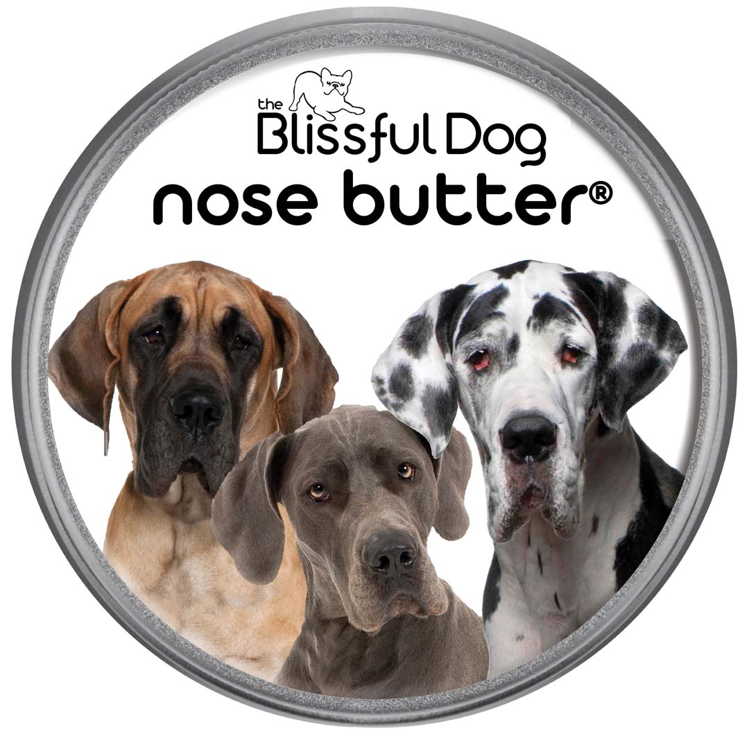 great dane nose is dry